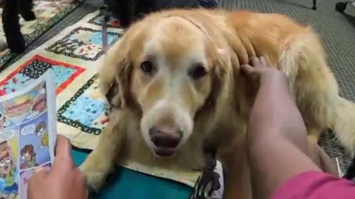 A local non profit is using dogs to help kids learn